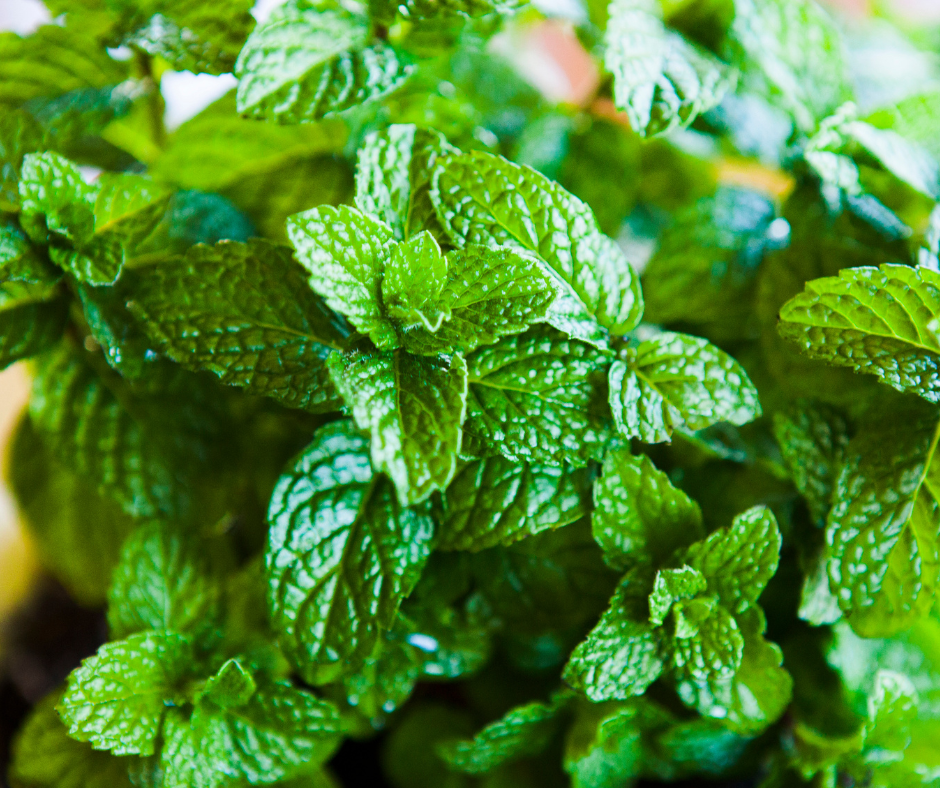 menthe