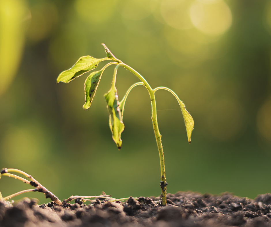plantes porte malheur