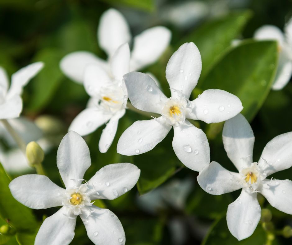 plantes énergies positives