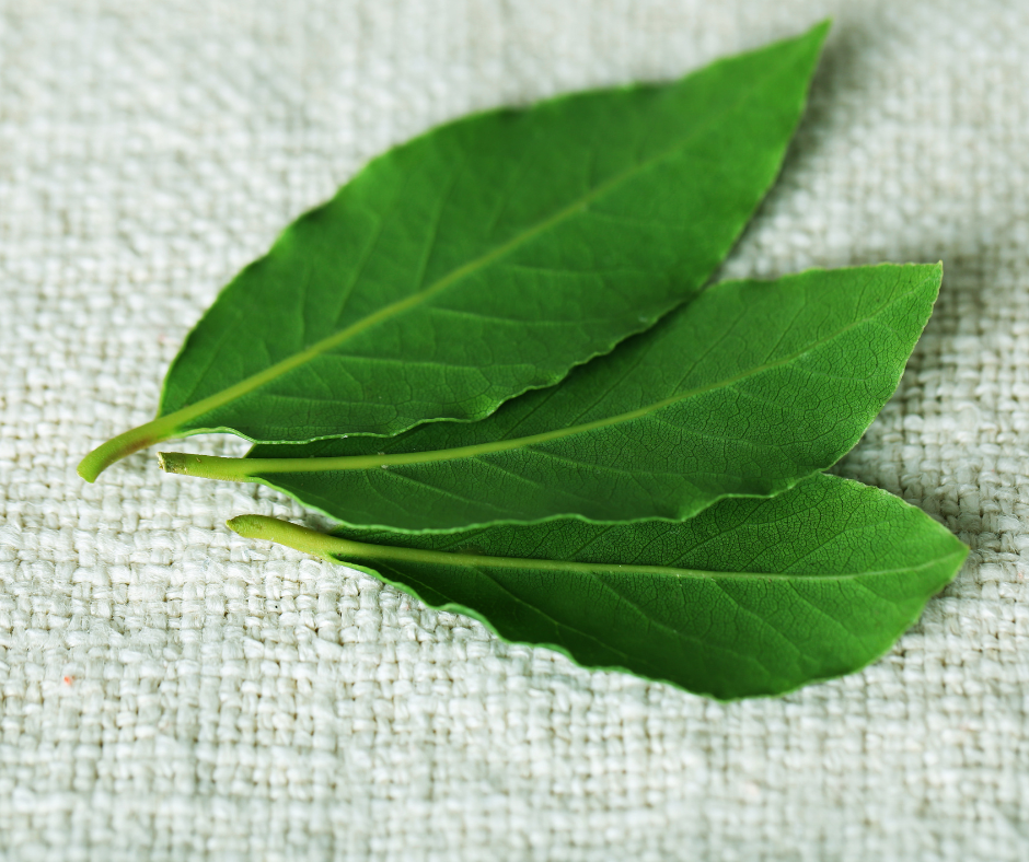 utilisation des feuilles de laurier