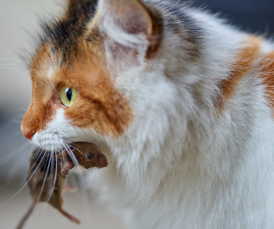 chat
