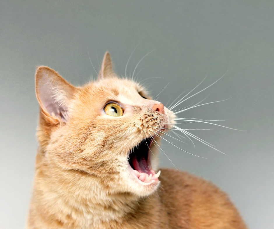 chat qui miaule