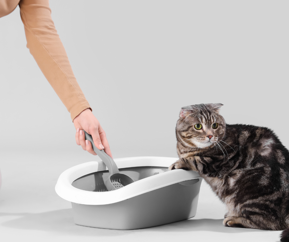 litière pour chat