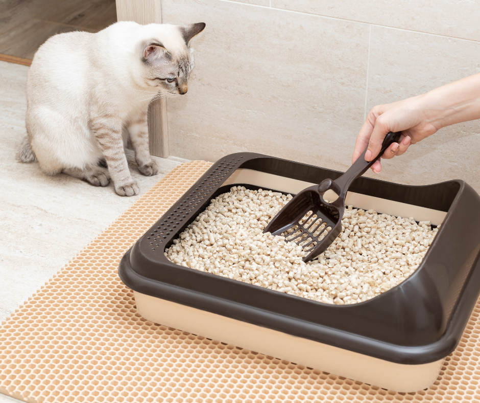 litière compostable