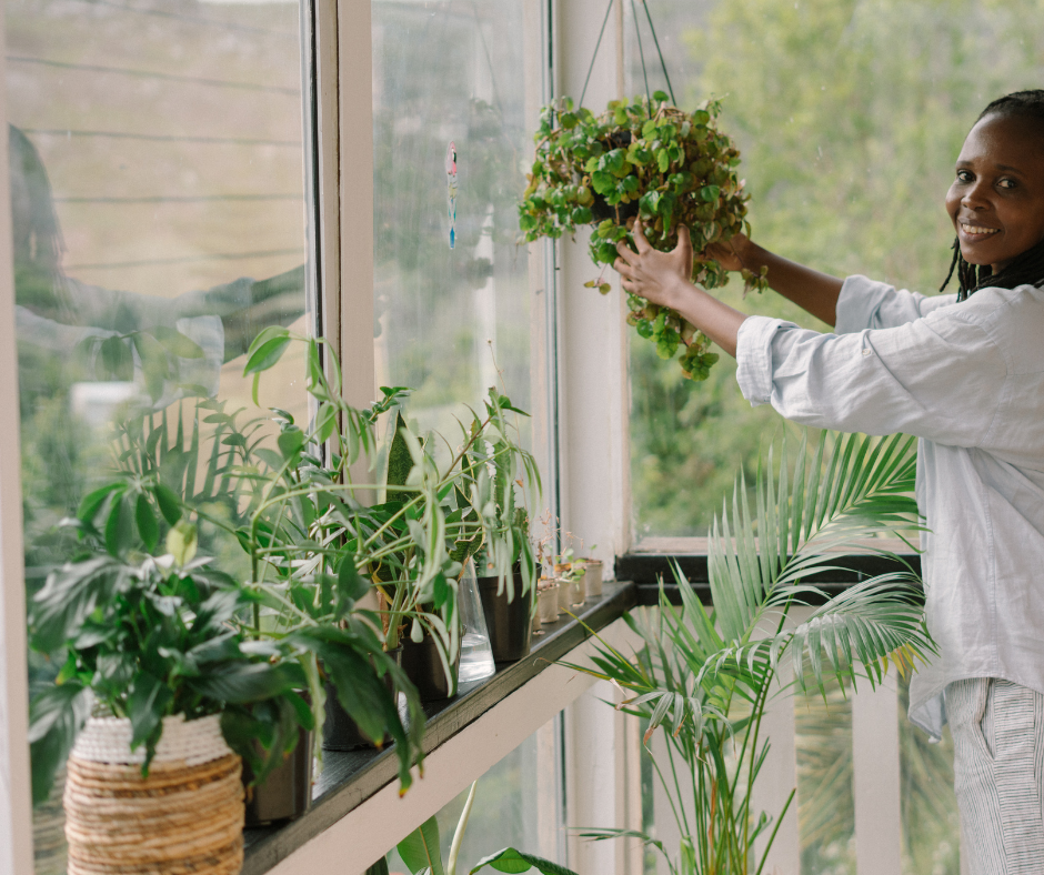 plantes à la maison