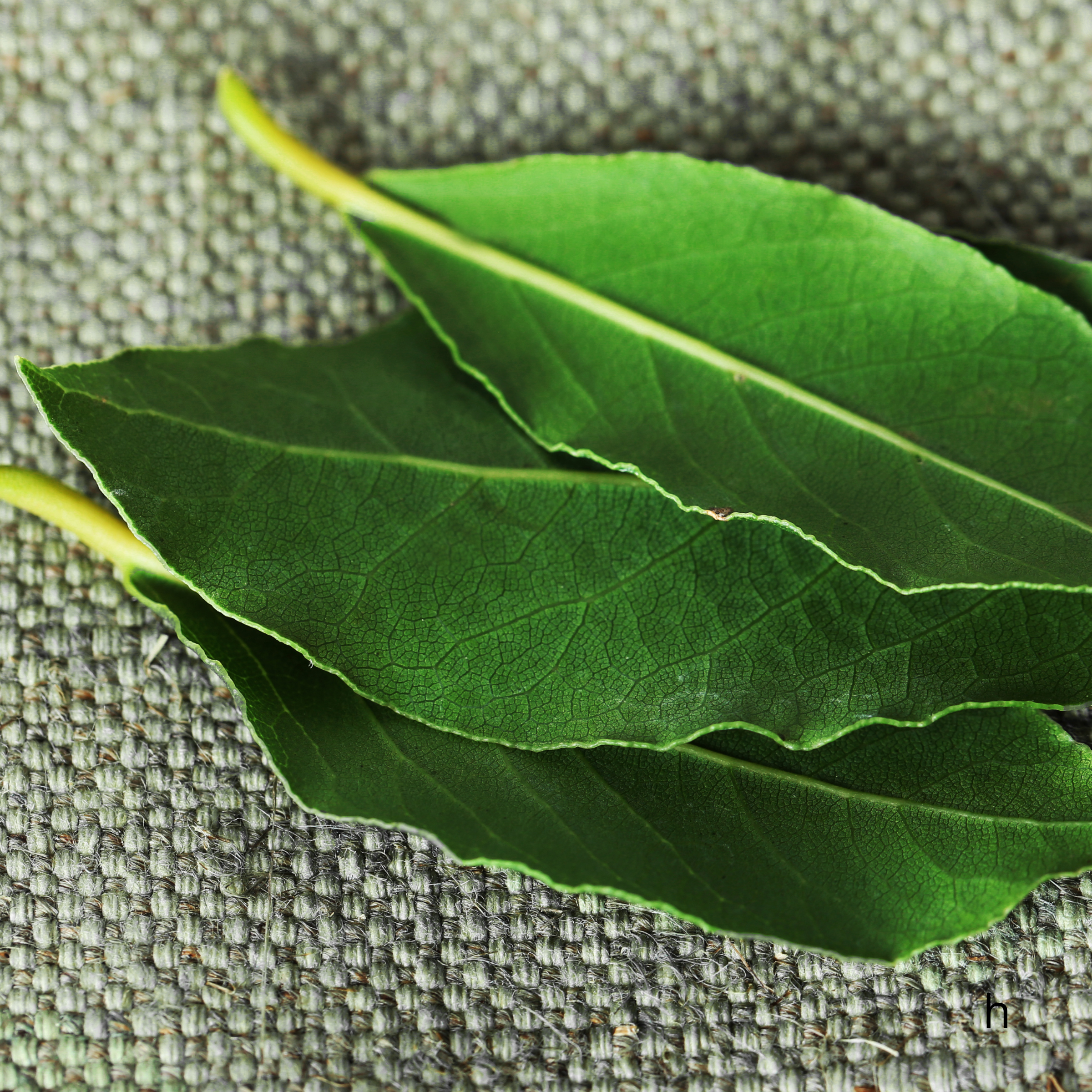 utiliser les feuilles de laurier