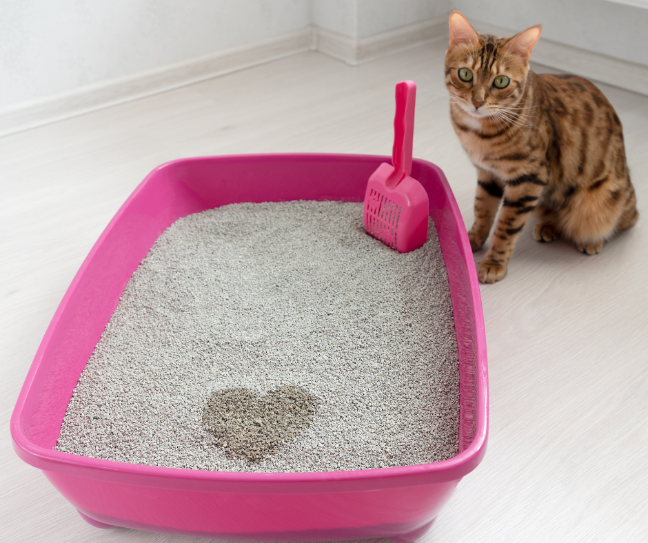 urine de chat