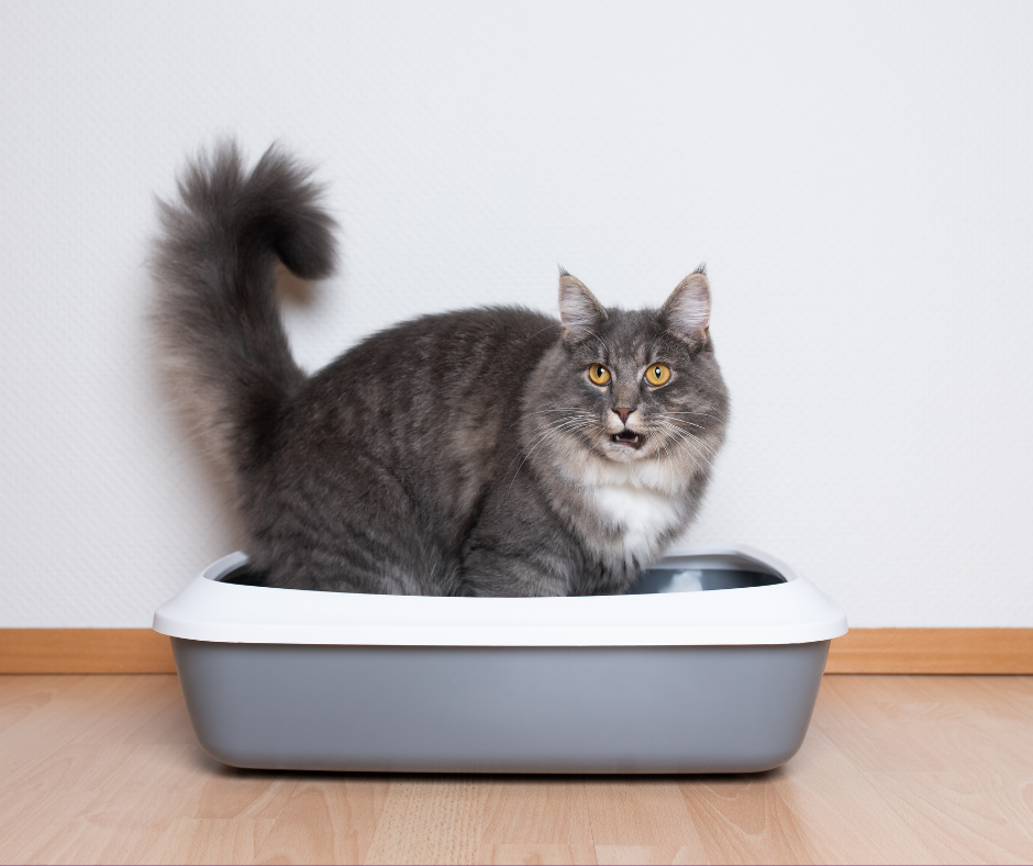 urine de chat