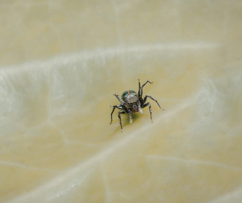 araignées dans la maison