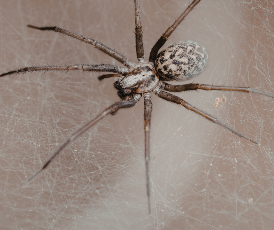 araignées