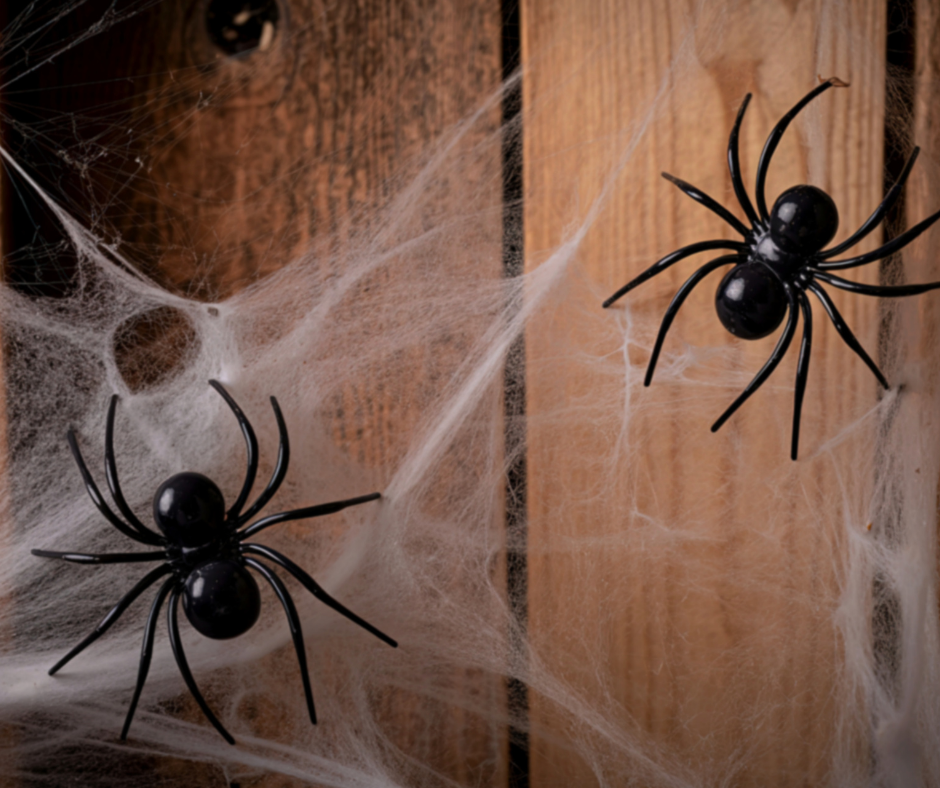 araignées dans la maison