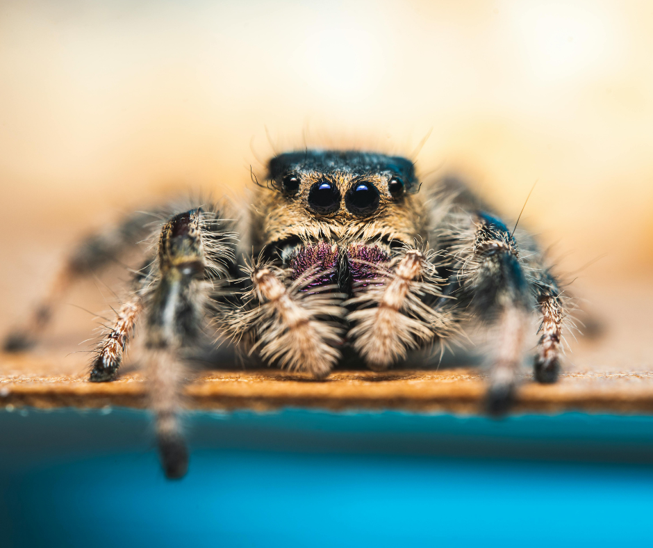 erreurs qui attirent les araignées